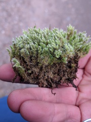 Racomitrium canescens