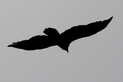 Cathartes aura septentrionalis