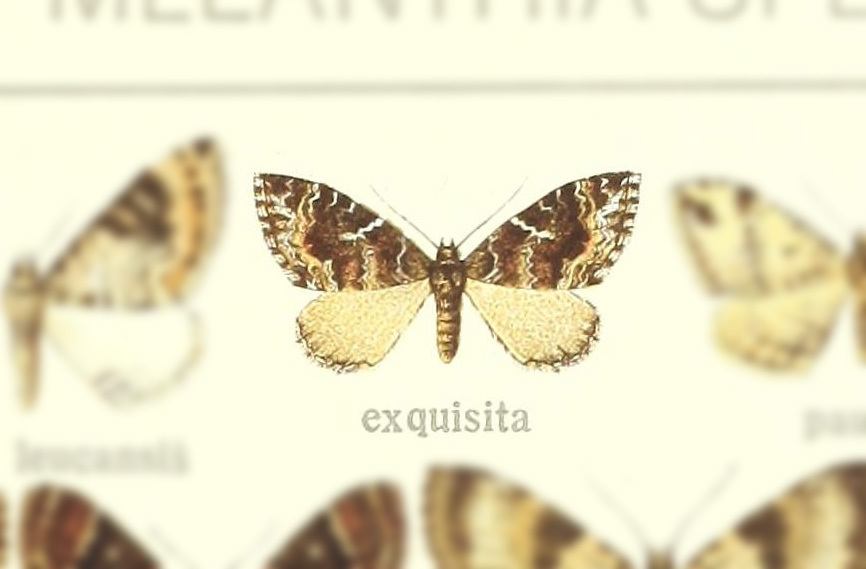 Melanthia exquisita