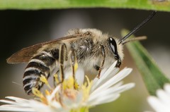 Colletes compactus