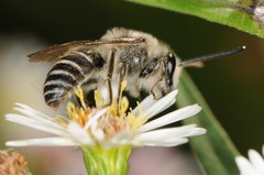 Colletes compactus