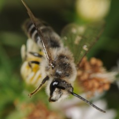 Colletes compactus