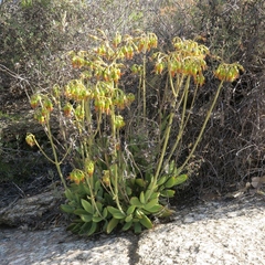 Cotyledon cuneata