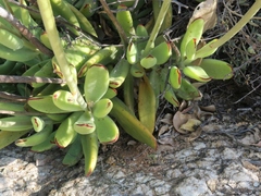 Cotyledon cuneata