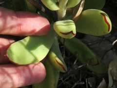 Cotyledon cuneata