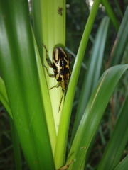 Mecynodera coxalgica