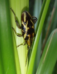 Mecynodera coxalgica