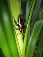 Mecynodera coxalgica