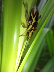 Mecynodera coxalgica