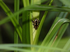 Mecynodera coxalgica