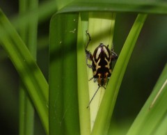 Mecynodera coxalgica