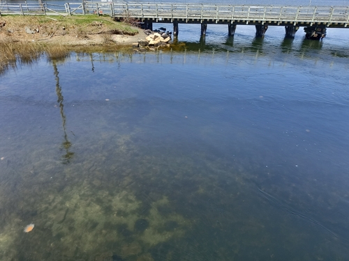 Atlantic Lion's Mane Jelly photographed in Rhode Island