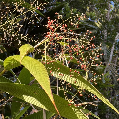 Joinvillea plicata (Joinvillea plicata)