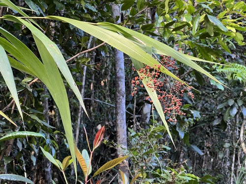 Joinvillea plicata (Joinvillea plicata)