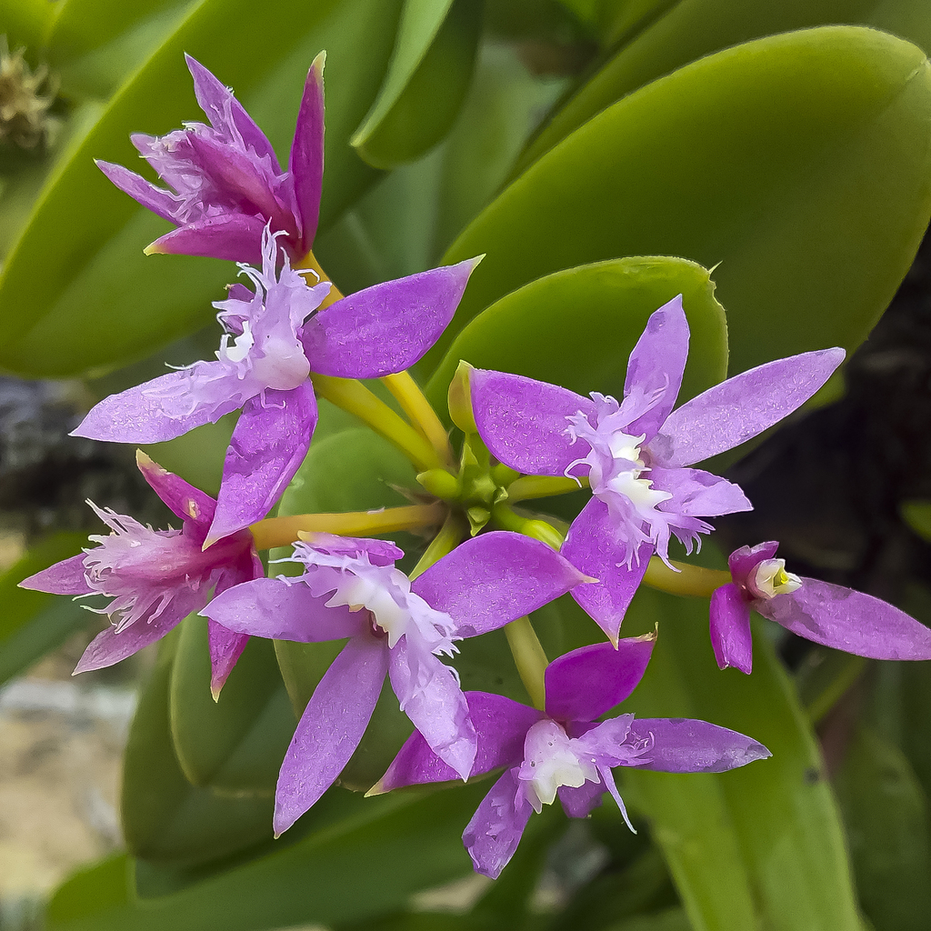 Epidendrum corymbosum Ruiz & Pav. 2