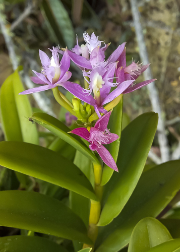 Epidendrum corymbos Ruiz & Pav. 2