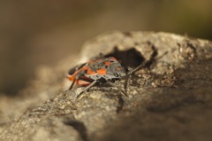 Lygaeus kalmii kalmii