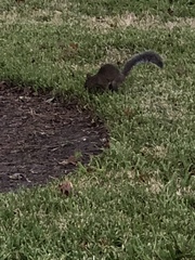 Sciurus carolinensis