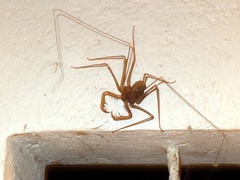 Acanthophrynus coronatus