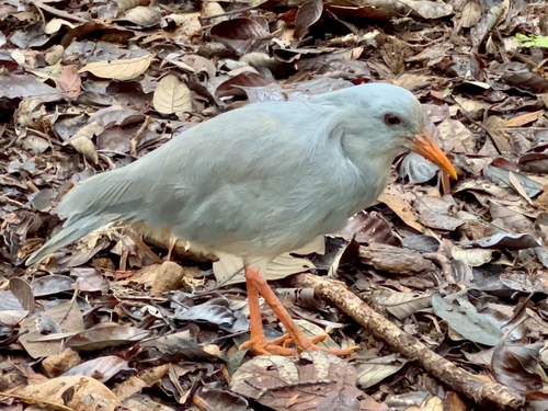 Kagu (Rhynochetos jubatus), photo 4