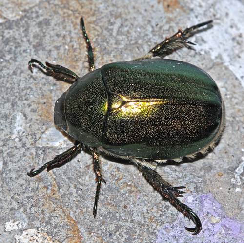 Anomala mongolica