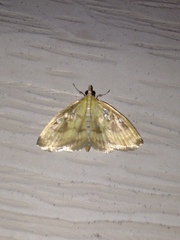 Crocidophora tuberculalis