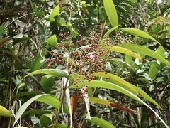 Chain of hearts (Joinvillea plicata)