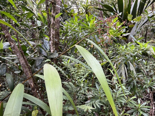 Joinvillea plicata (Joinvillea plicata)