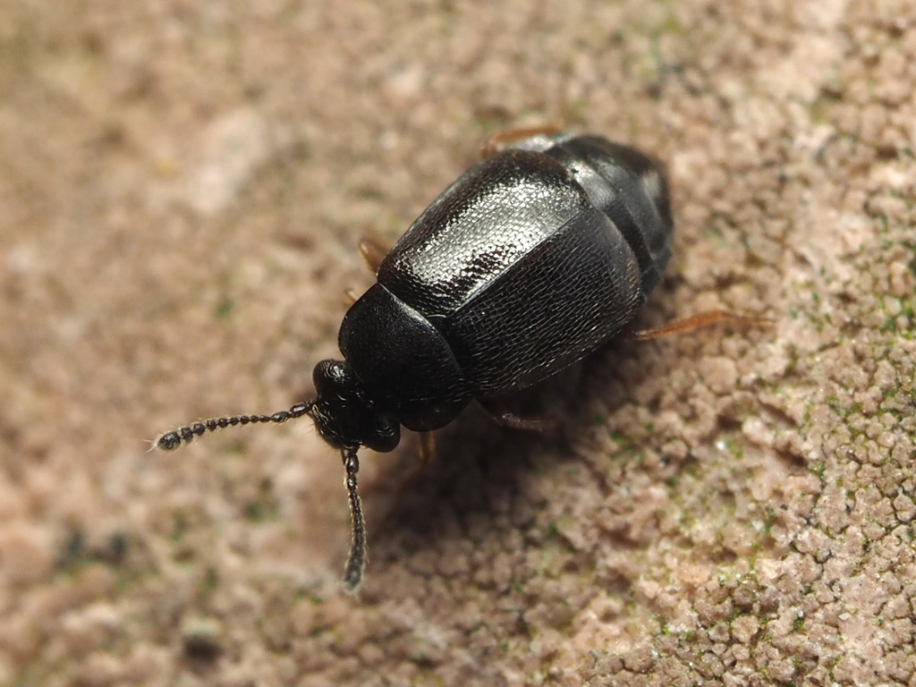 Proteinus ovalis