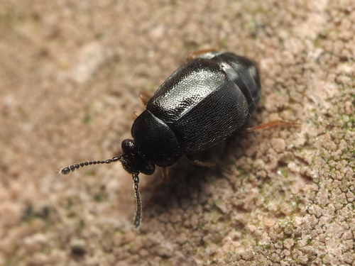 Proteinus ovalis