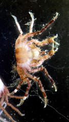 Halicarcinus ovatus