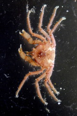 Halicarcinus ovatus