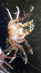 Halicarcinus ovatus