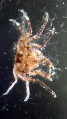 Halicarcinus ovatus