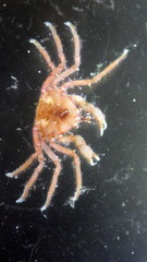 Halicarcinus ovatus