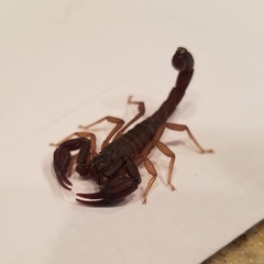 Pseudouroctonus reddelli