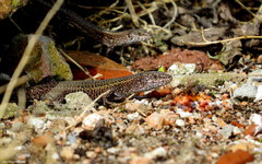 Podarcis carbonelli berlengensis