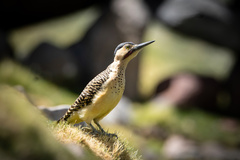 Andean Flicker