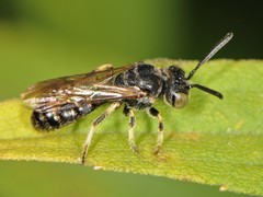 Protandrena andrenoides