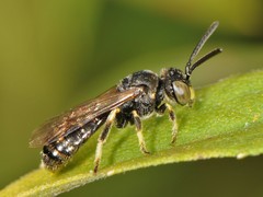 Protandrena andrenoides