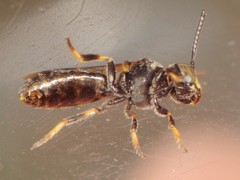 Protandrena andrenoides