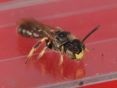 Protandrena andrenoides