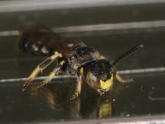 Protandrena andrenoides