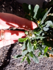 Solanum pseudocapsicum