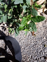 Solanum pseudocapsicum