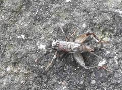 Loxoblemmus equestris