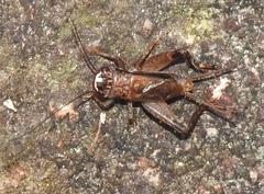 Loxoblemmus equestris