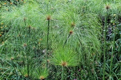 Cyperus papyrus