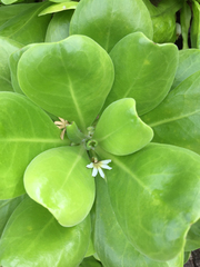 Scaevola taccada taccada