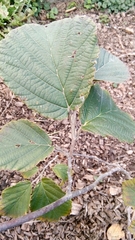 Hamamelis × intermedia